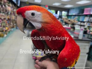 Bird Ad (2025-11-14 00:23:13)