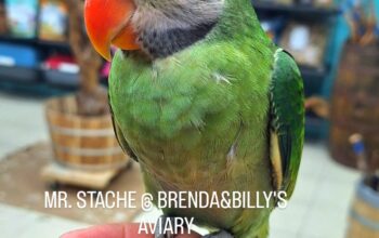 Bird Ad (2025-11-13 23:46:38)